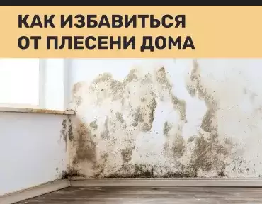 Как избавиться от плесени дома